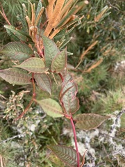 Muehlenbeckia tamnifolia