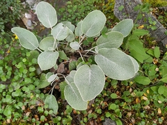 Brachyglottis haastii