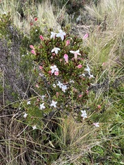 Arcytophyllum thymifolium