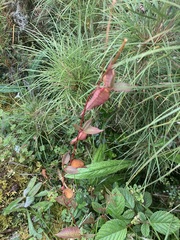 Muehlenbeckia tamnifolia