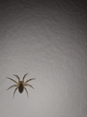 Oecobius navus