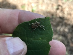 Curculio proboscideus