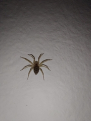 Oecobius navus
