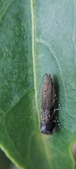 Anacampsis