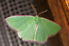 Heterorachis devocata