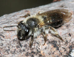 Andrena