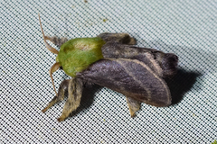 Parasa viridogrisea