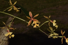 Epidendrum stamfordianum