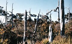 Libocedrus bidwillii