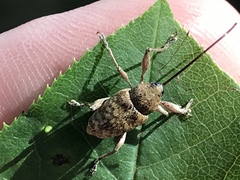 Curculio proboscideus