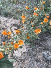 Sphaeralcea coulteri