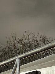 Tadarida brasiliensis