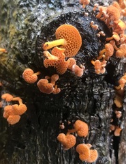 Favolaschia claudopus