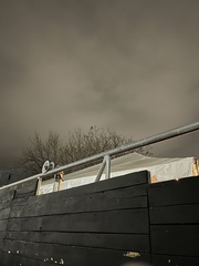 Tadarida brasiliensis