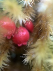 Disterigma empetrifolium