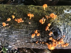Favolaschia claudopus