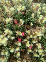 Disterigma empetrifolium