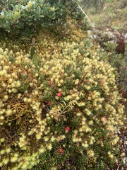 Disterigma empetrifolium