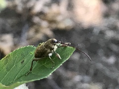 Curculio proboscideus