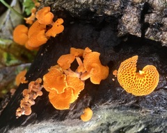 Favolaschia claudopus