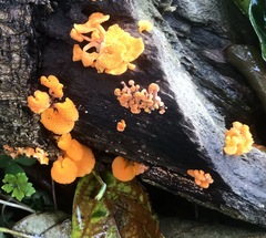 Favolaschia claudopus
