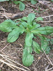 Valerianella locusta