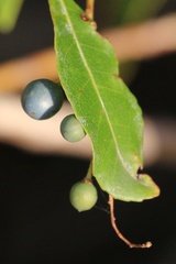 Elaeocarpus reticulatus