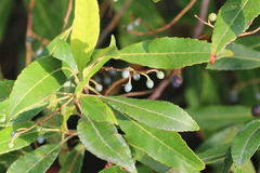 Elaeocarpus reticulatus