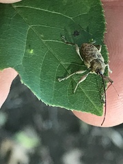 Curculio proboscideus