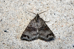 Lithilaria proestans