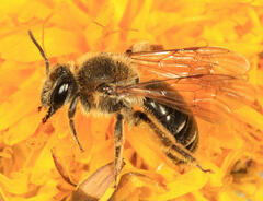 Andrena sigmundi