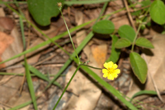 Glossocardia bidens