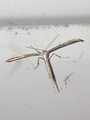 Emmelina monodactyla