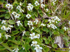 Viola macloskeyi