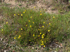 Crocanthemum scoparium