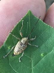 Curculio proboscideus