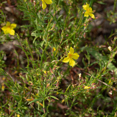 Crocanthemum scoparium