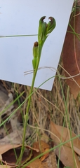 Pterostylis rubescens