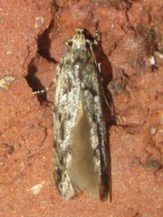 Sinoe