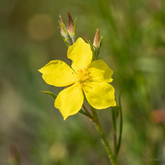 Crocanthemum scoparium
