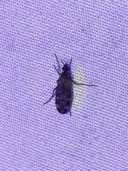 Sylvicola alternatus