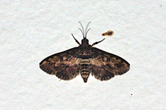 Nacoleia amphicedalis