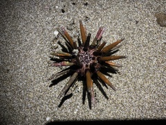 Eucidaris thouarsii