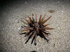 Eucidaris thouarsii