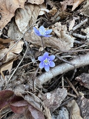 Hepatica americana