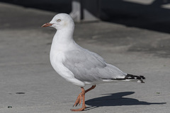 Chroicocephalus novaehollandiae