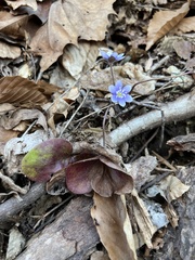 Hepatica americana