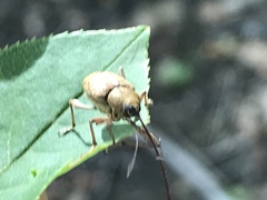 Curculio proboscideus