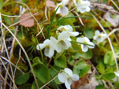 Viola macloskeyi