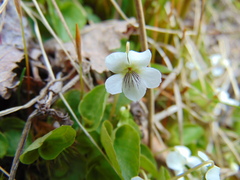 Viola macloskeyi